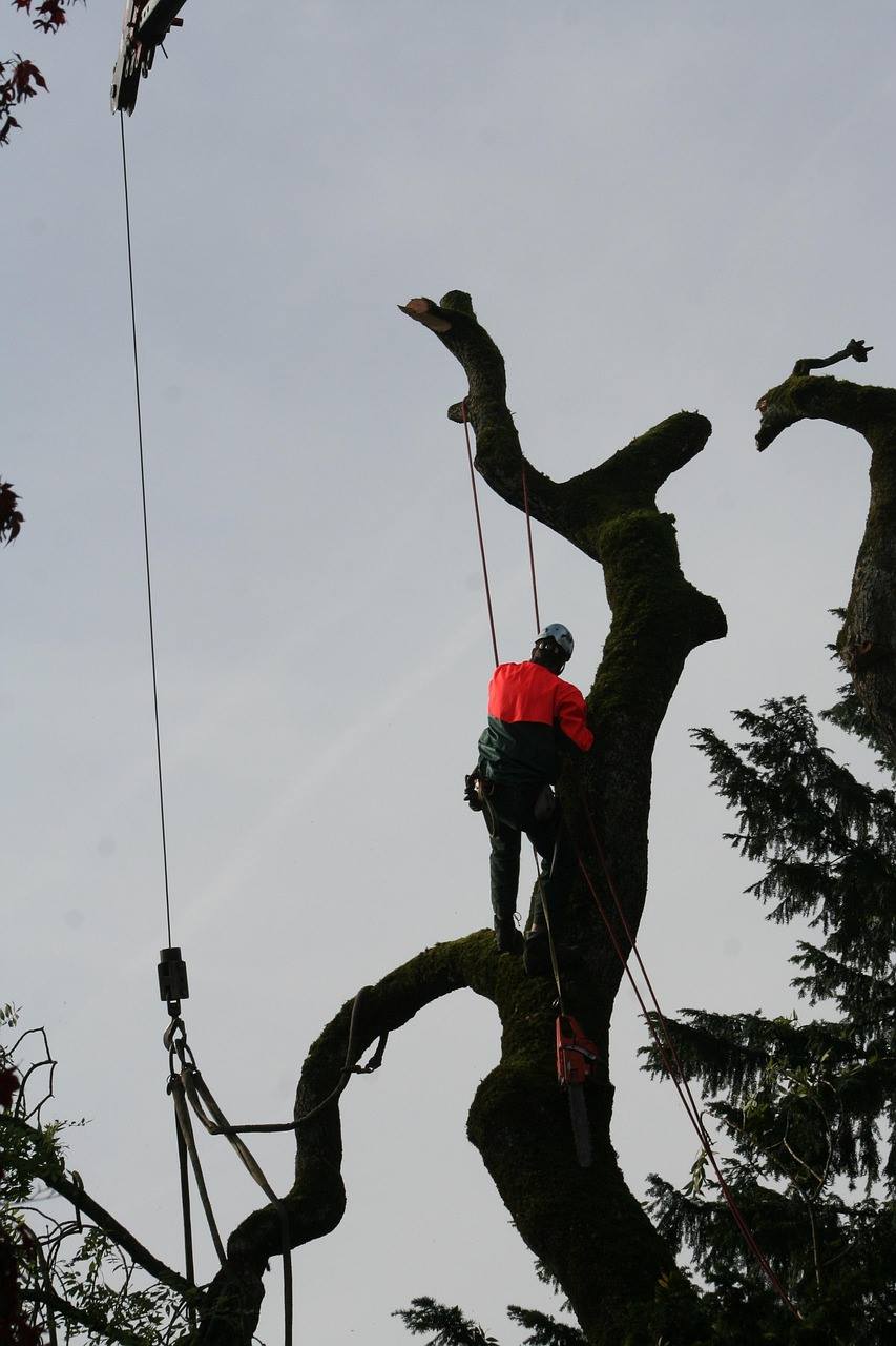 Arborist services in Marietta GA - tree climber working in canopy