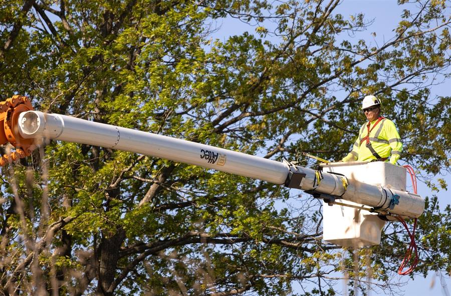 Tree trimming and pruning service in Marietta GA - arborist pruning branches